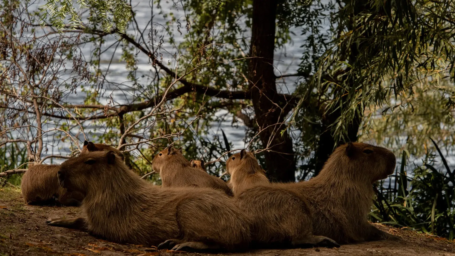 Una familia de capibaras cerca de un lago en Nordelta, un barrio privado al norte de Buenos Aires.Credit...