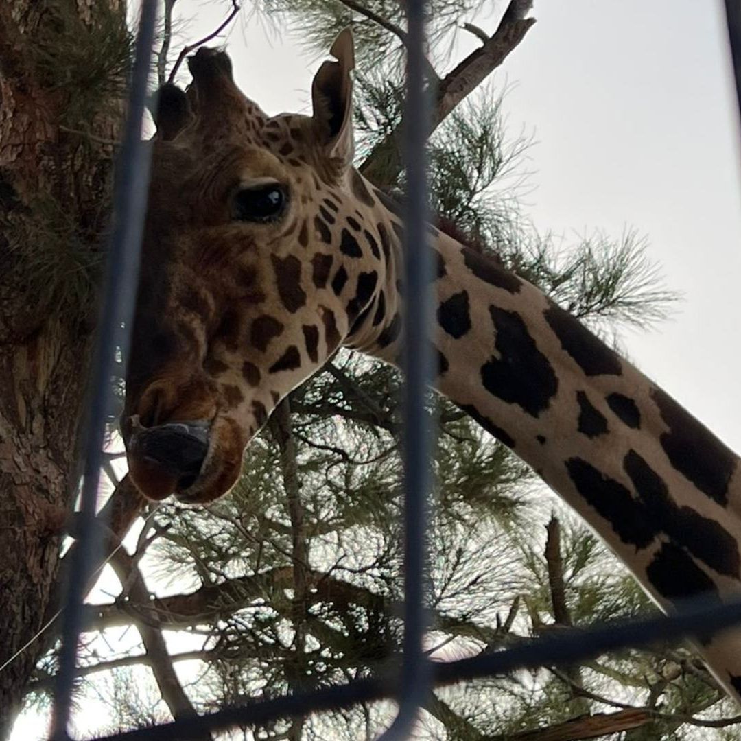 A través de un comunicado, Africam Safari resaltó su compromiso y disponibilidad para recibir al mamífero y mejorar su calidad de vida.