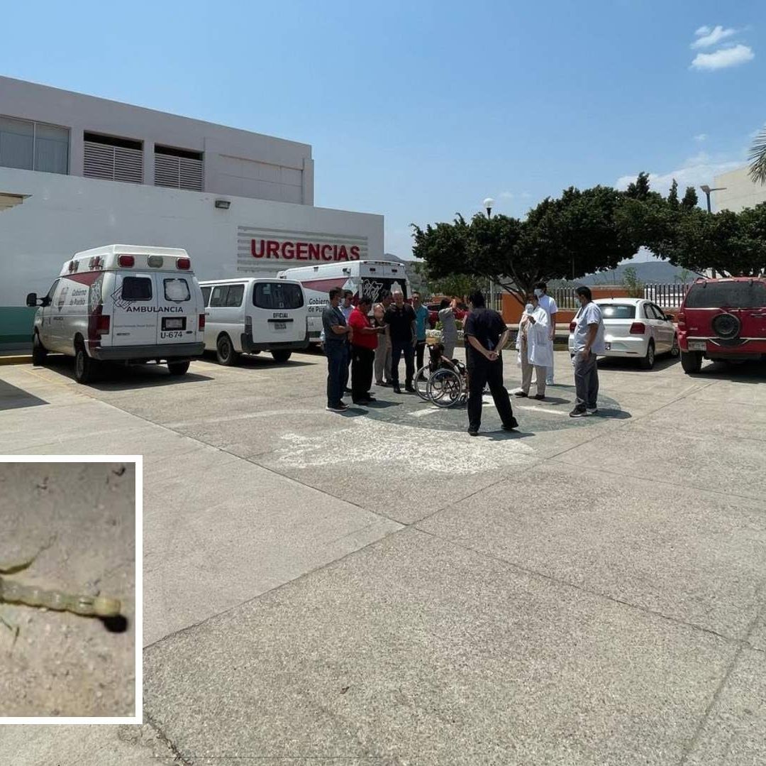 Joven de 23 Años Muerta por Picadura de Alacrán en Tulcingo del Valle, Puebla