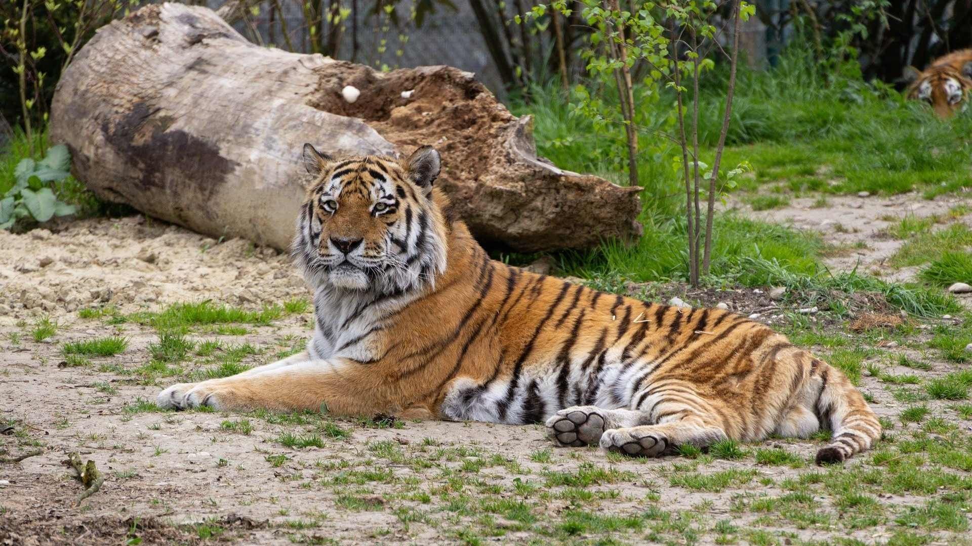 ¡Polémica en Dinamarca! Zoológico Pide Donación de Mascotas para Alimentar a Tigres y Leones