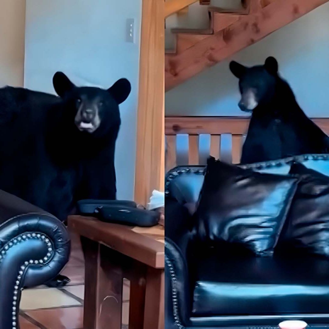 Video: Oso Sorprende a Familia en Cabaña de Arteaga