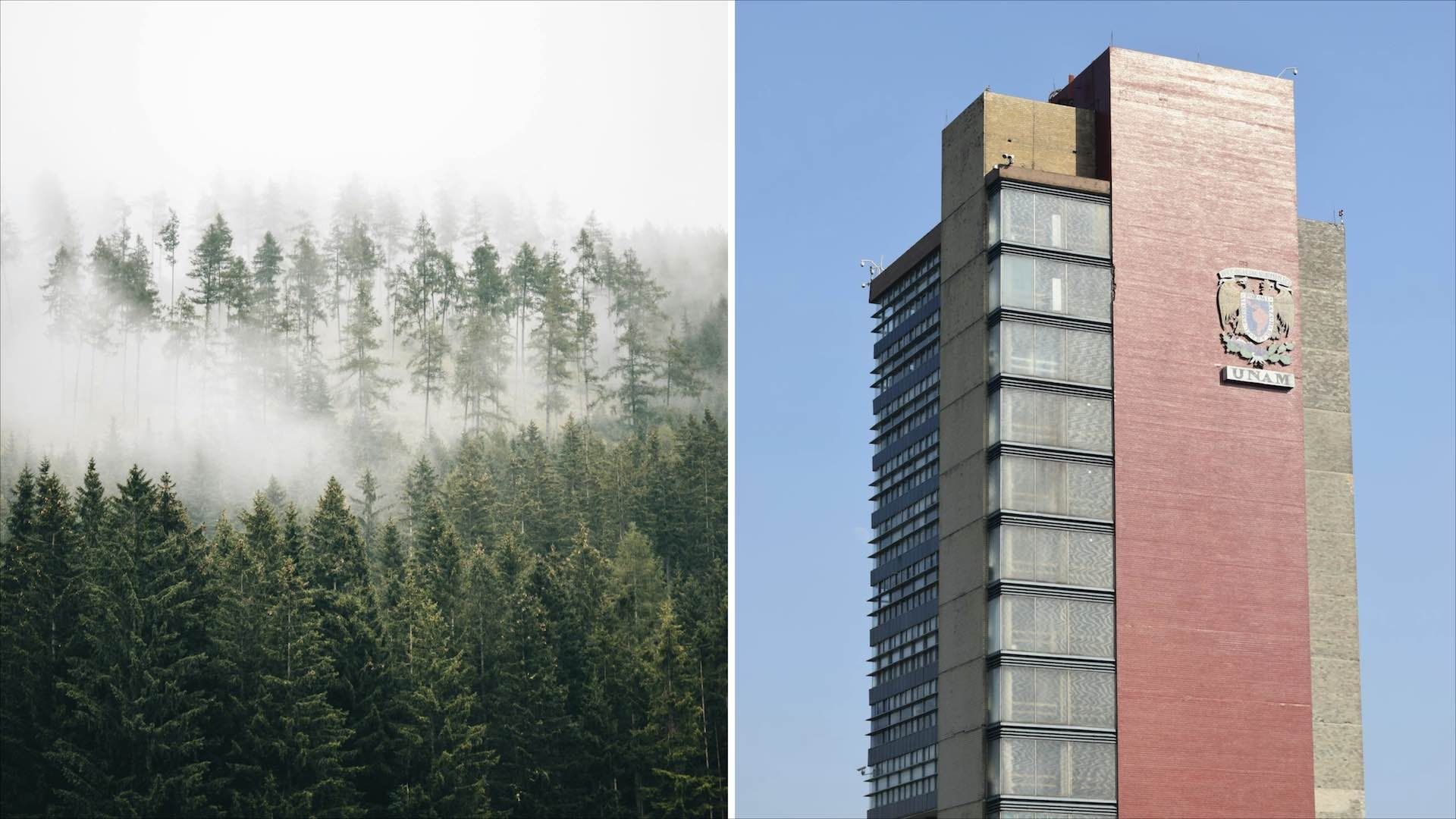 Científicos de la UNAM descubren cómo migran los bosques y las plantas con el cambio climático