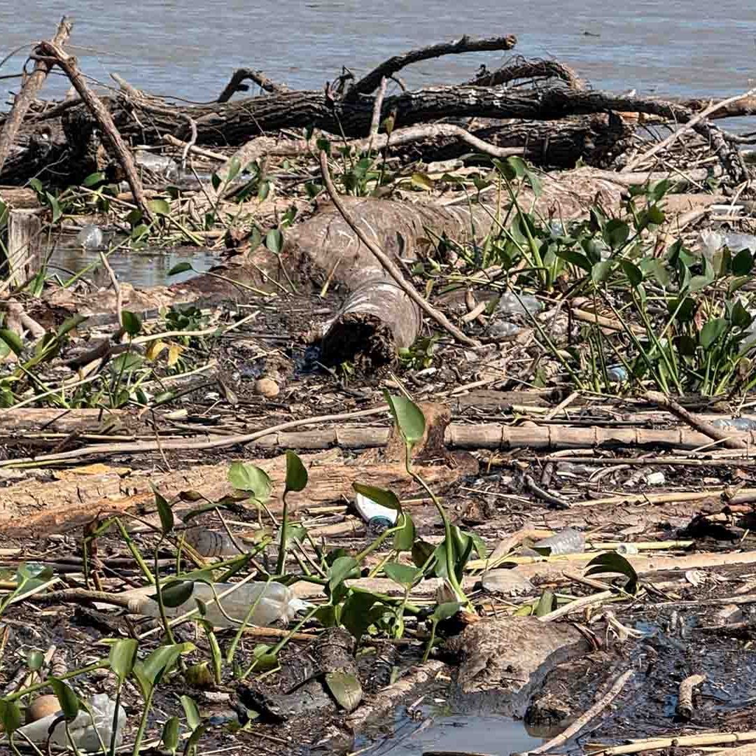 Pescadores del Río Pánuco Piden Limpieza Ante Acumulación de Palizada