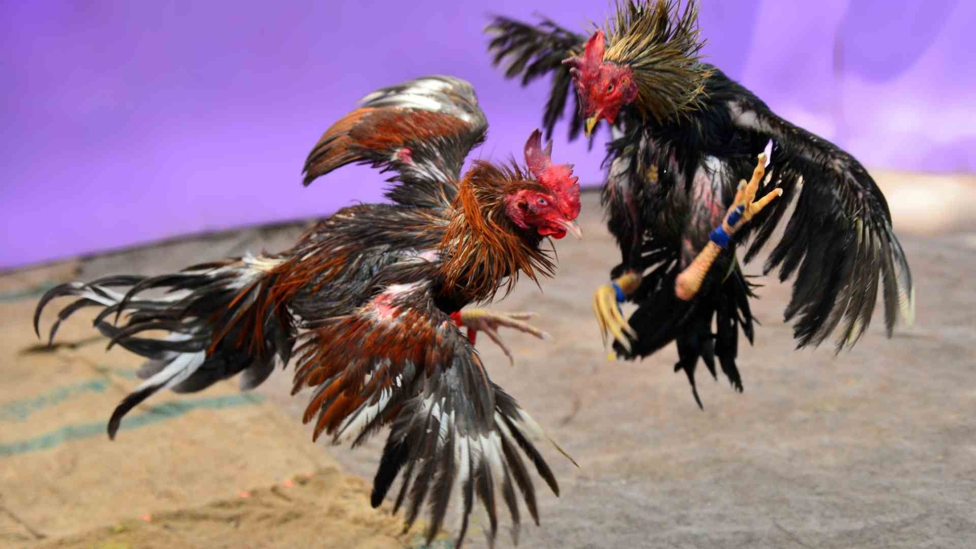 Suspenden Peleas de Gallos en Feria 2025 de Querétaro