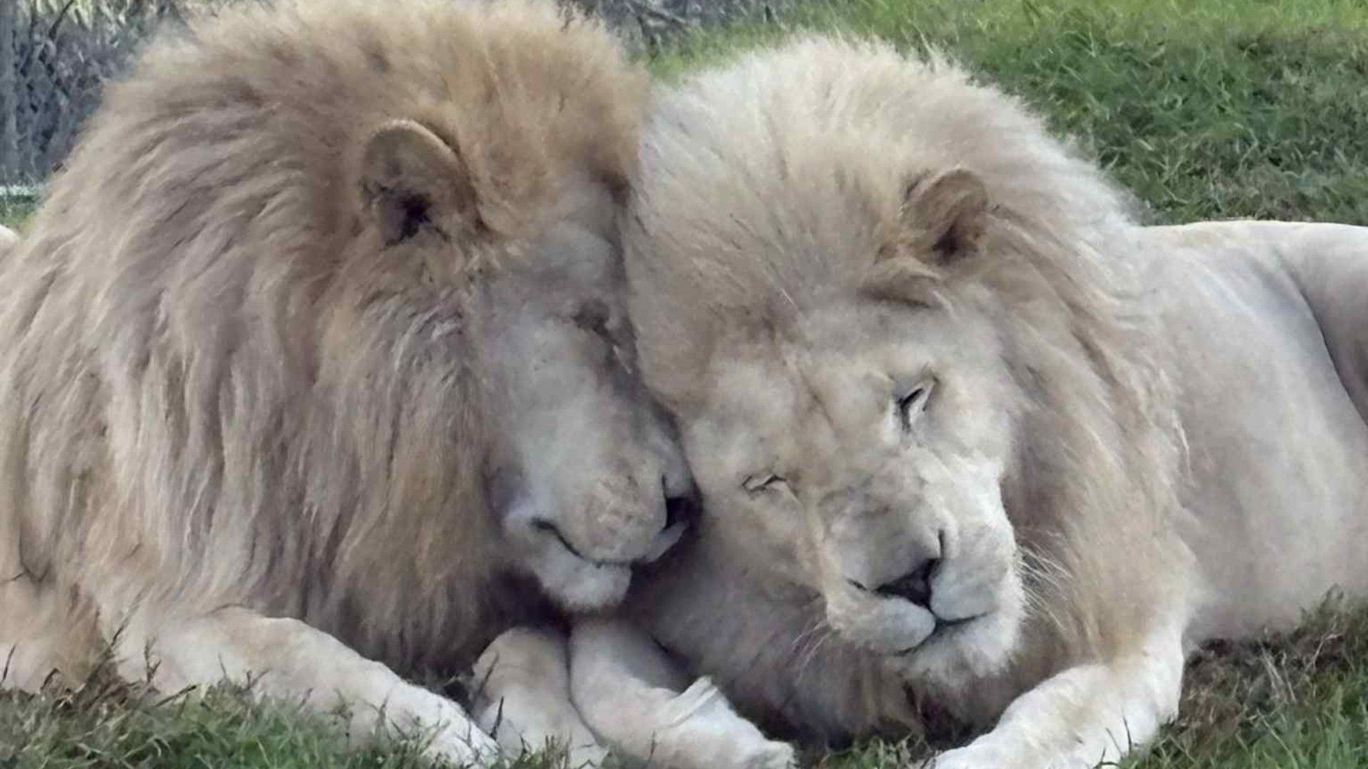 Sacrifican a Dos leones en Zoológico en Nueva Zelanda que Cerró por Dificultades Financieras.