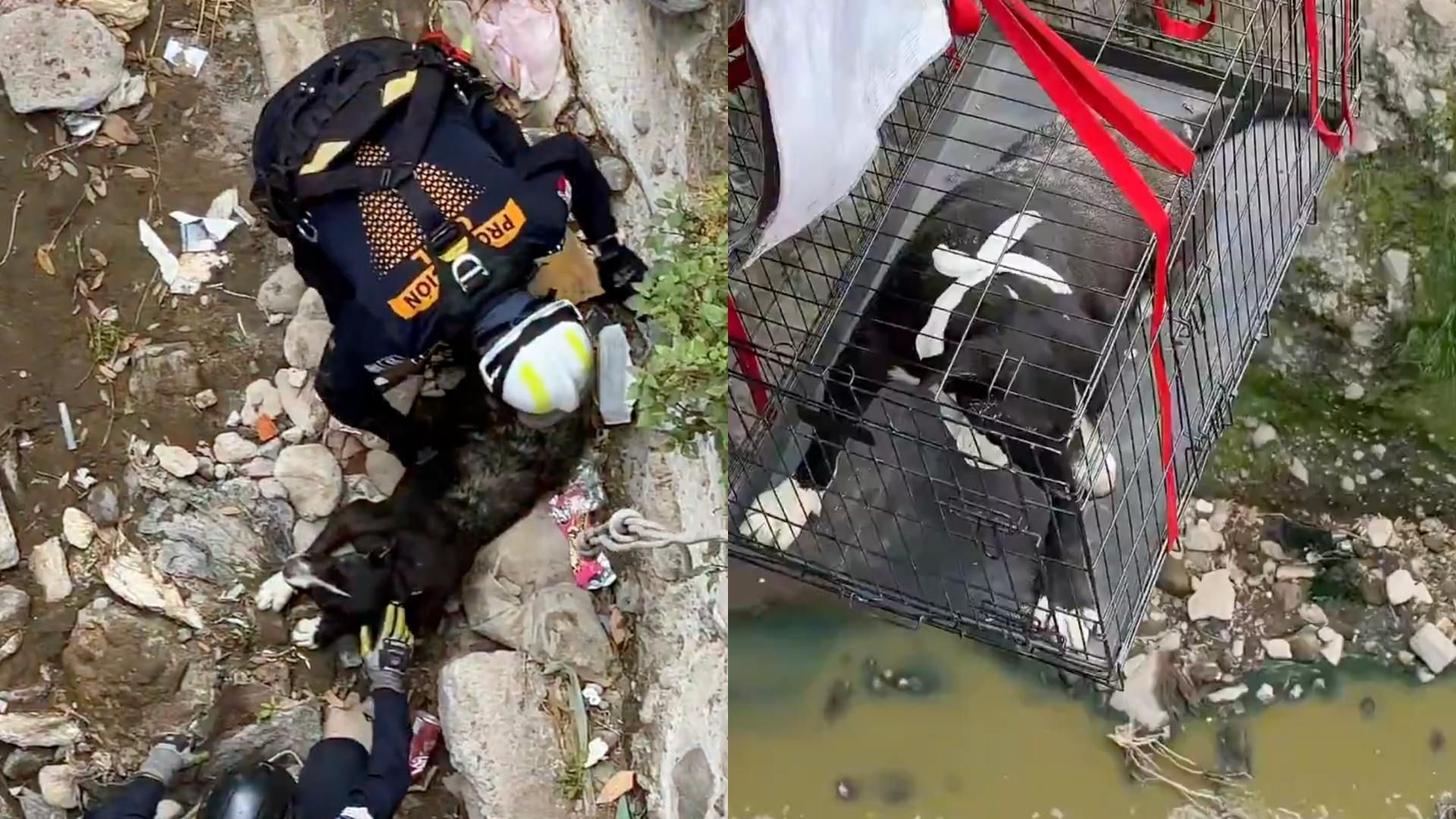 Rescate Caída de Perro en Barranca Colonia Vista Hermosa Álamos Puebla