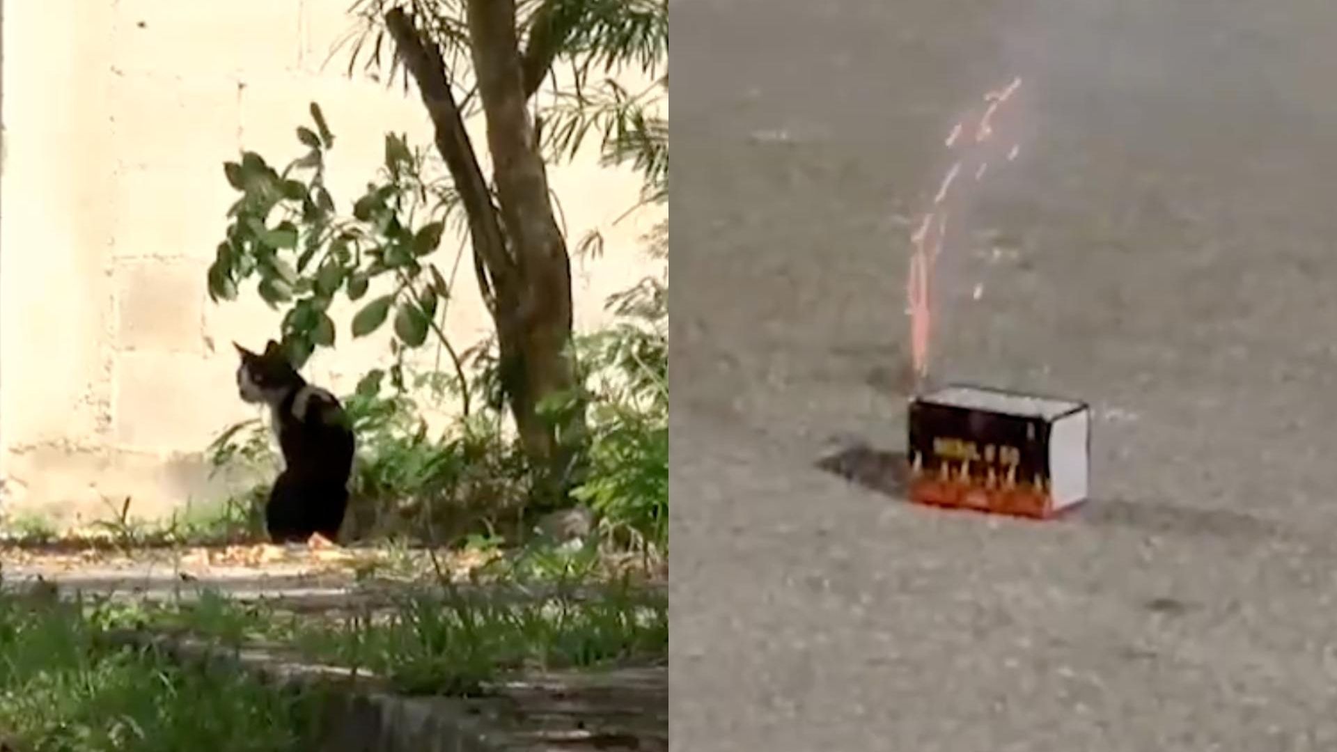 Gato Muere por Explosión de Pirotecnia que le Amarraron al Cuerpo en Mérida Yucatán