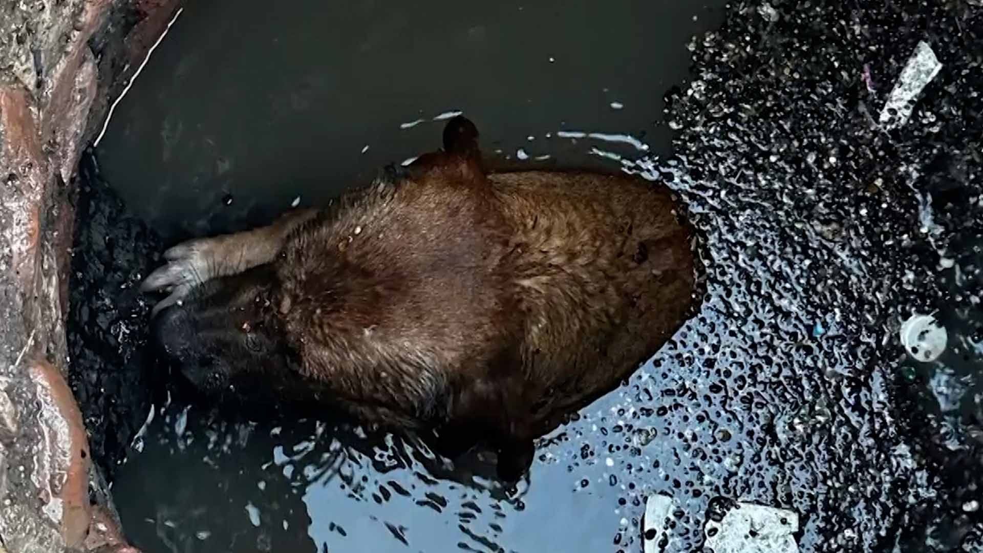 Rescatan a Perrito que Cayó a la Alcantarilla en Colonia José Revueltas en Lerdo