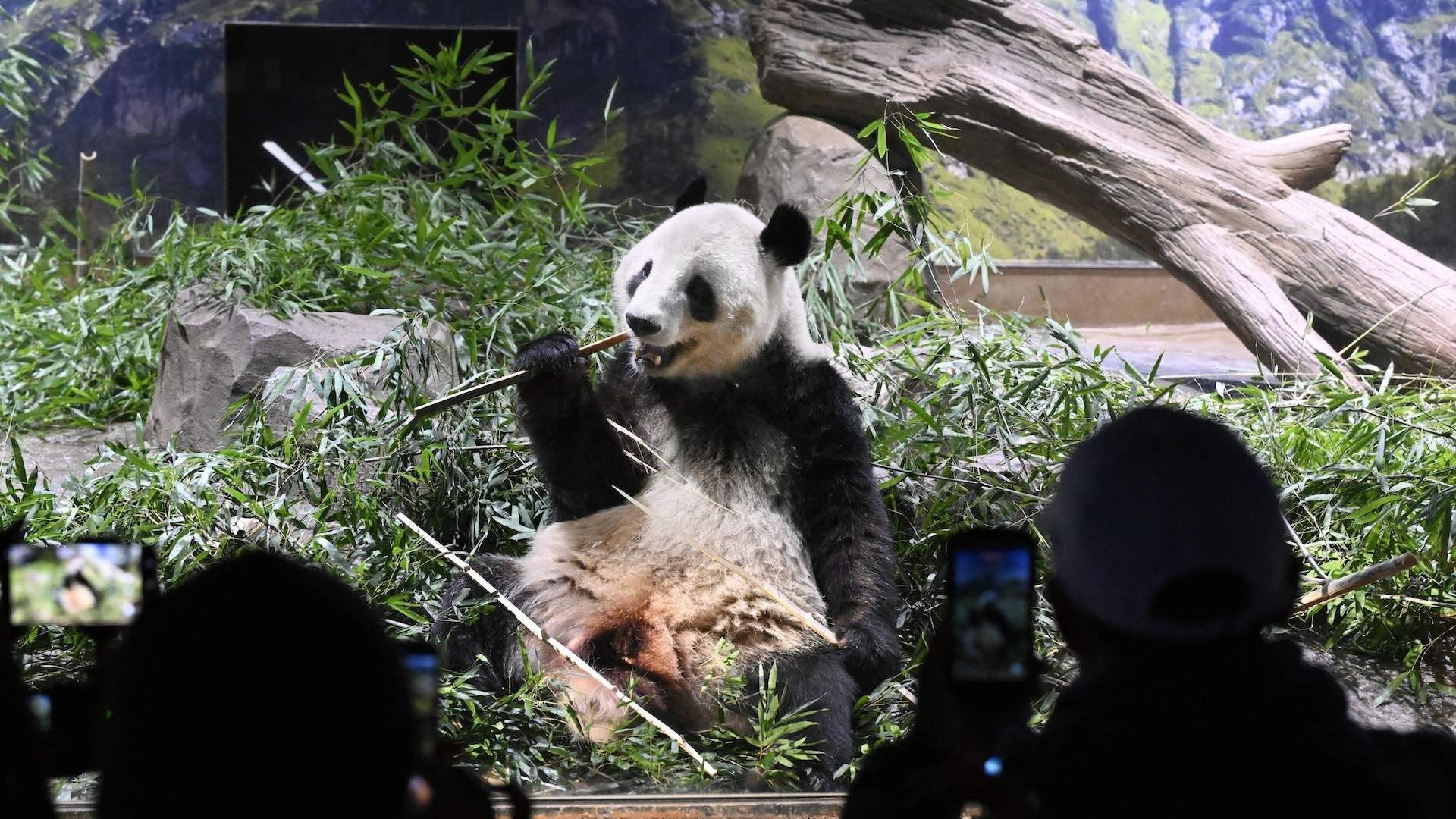 Miles acuden a despedirse de los dos últimos pandas que había en Japón antes de su regreso a China