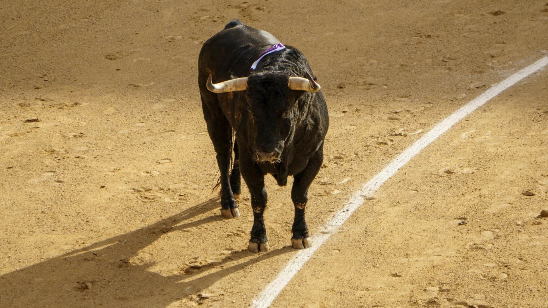 Pamplonada Jaripeo Cancelados Ocotepec Sierra Norte Puebla Instituto Bienestar Animal