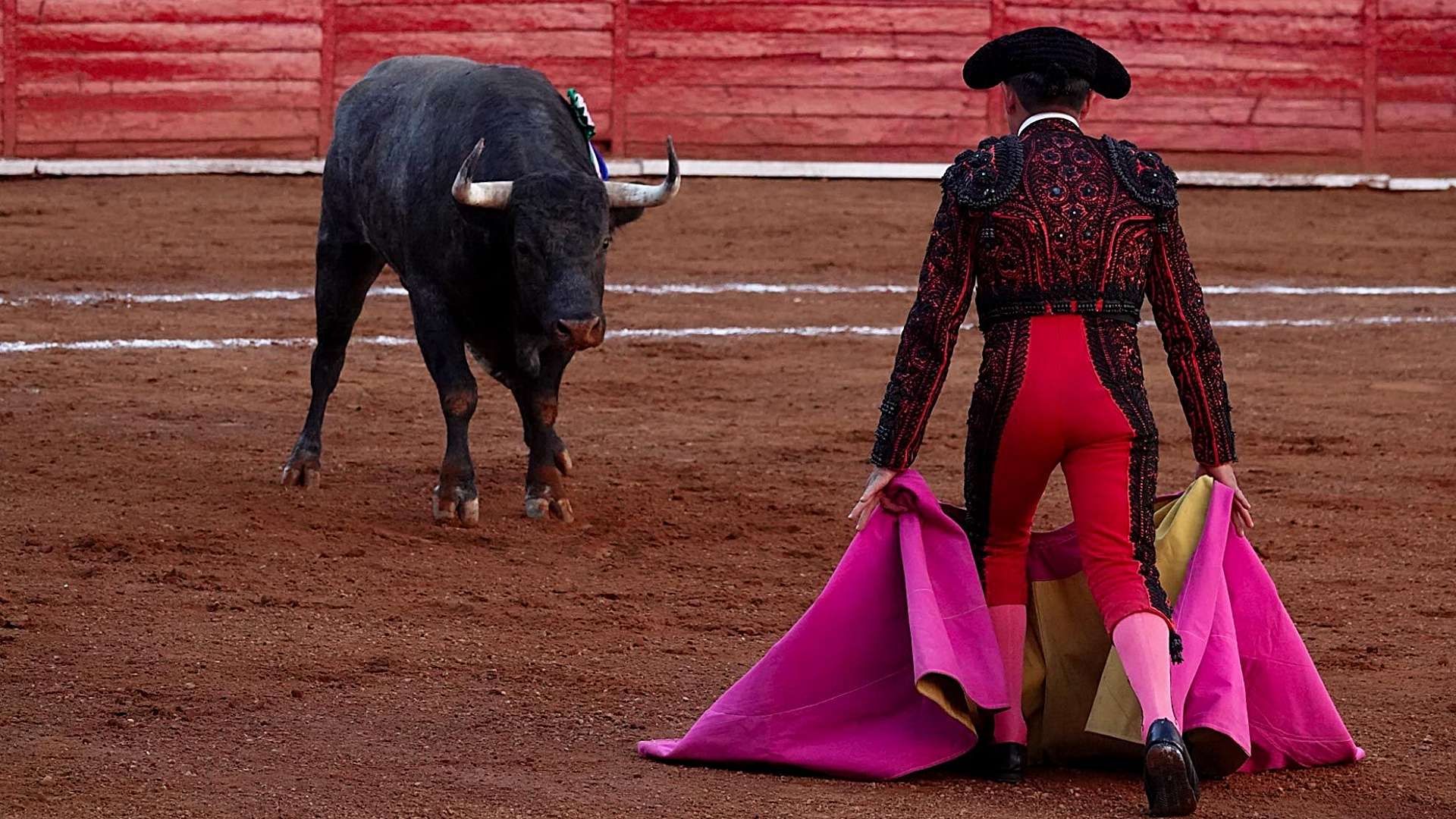 El Pleno de la Corte analizó un reglamento que prohibía corridas de toros y peleas de gallos. Foto: Cuartoscuro | Archivo