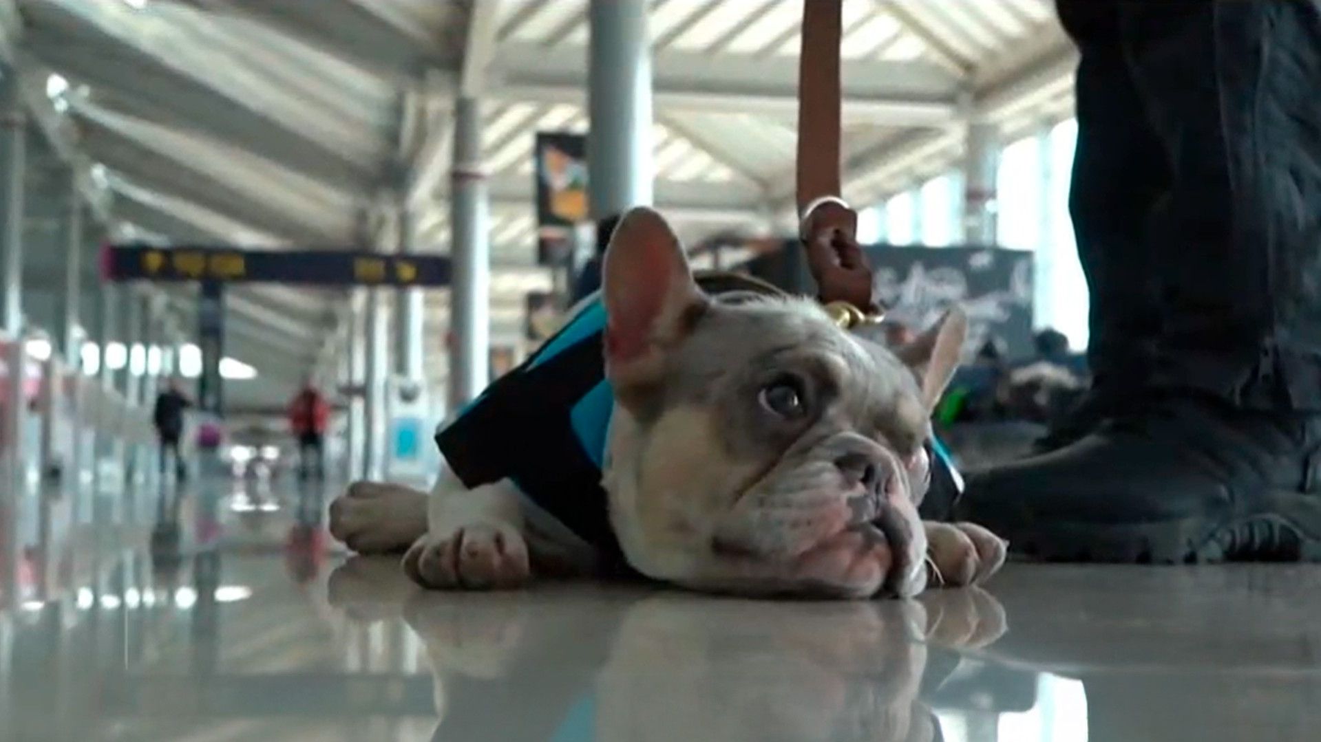 Perros de apoyo emocional acompañan a pasajeros en el AIFA