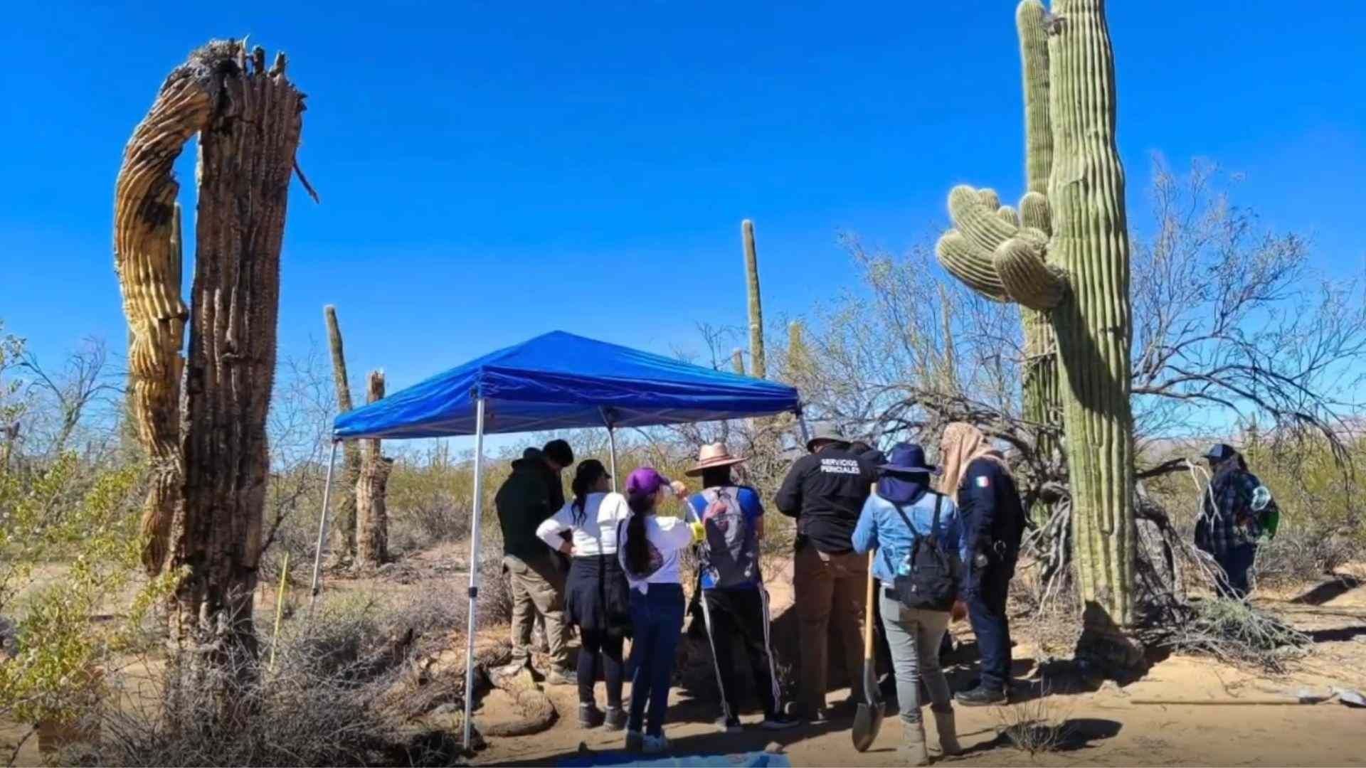 Localizan Más de 16 Fosas Clandestinas en Sonoyta, Sonora; Fiscalía Realiza Investigaciones