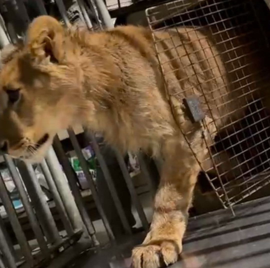Rescatan a León Africano de una Casa en Tijuana