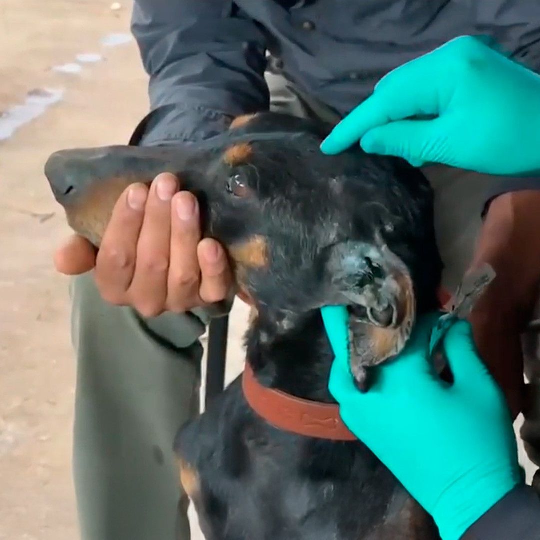Primer caso de gusano barrenador en un perro en Ciudad de México