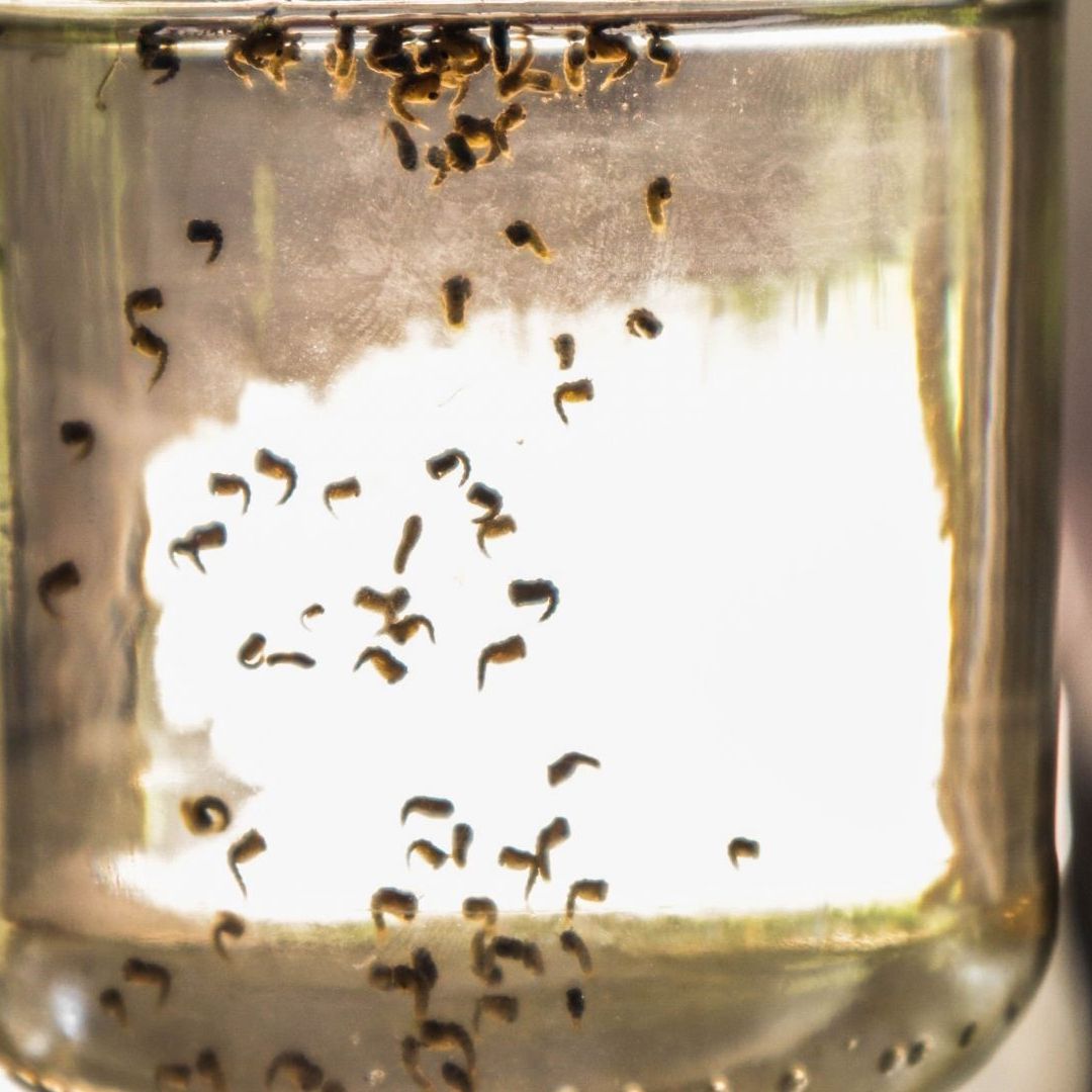 Mosquito del dengue
