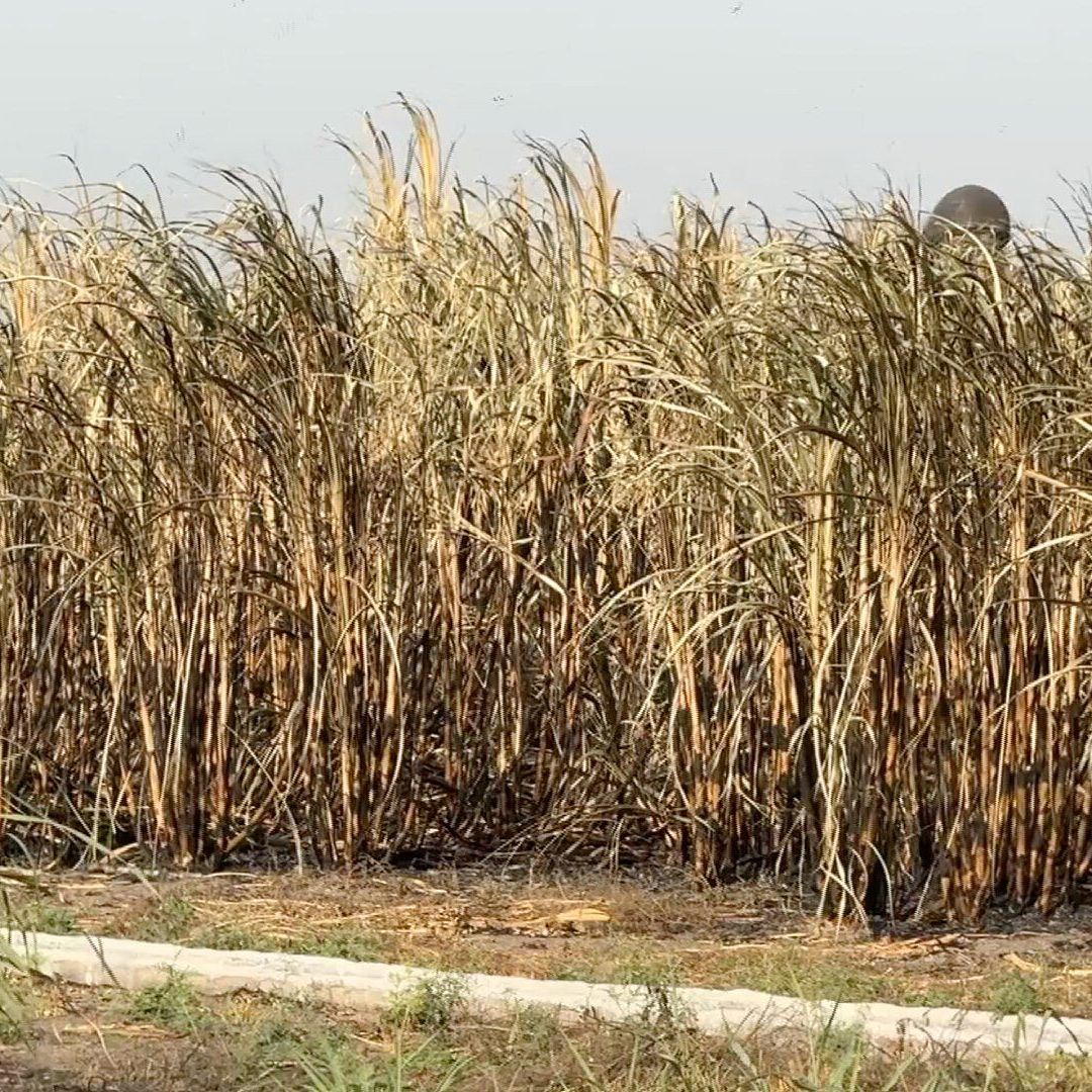 Detectan Afectación en Cultivos de Caña de Azúcar en Veracruz