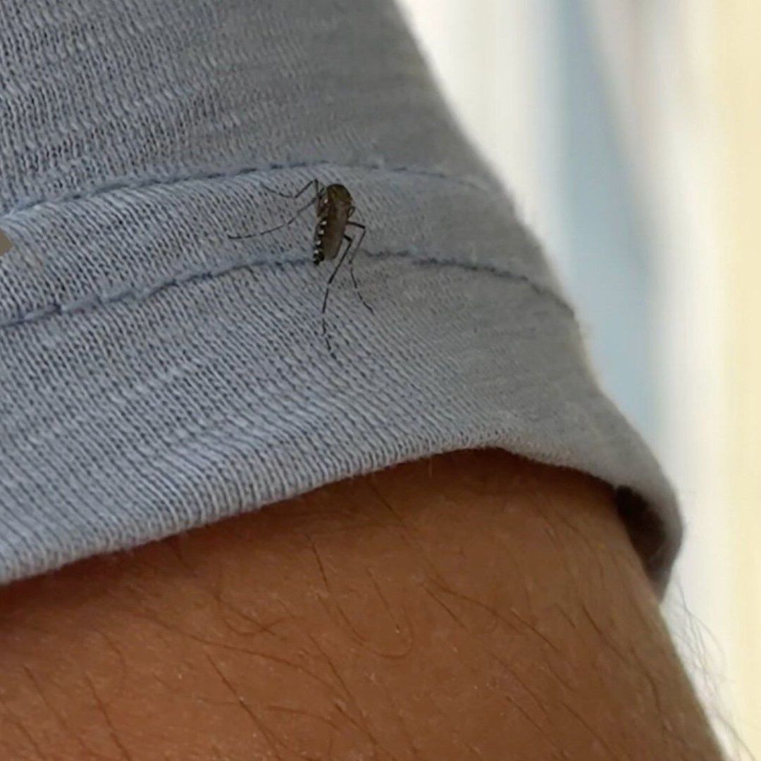 Las Choapas Suma 79 Casos de Dengue Según Reporte Epidemiológico