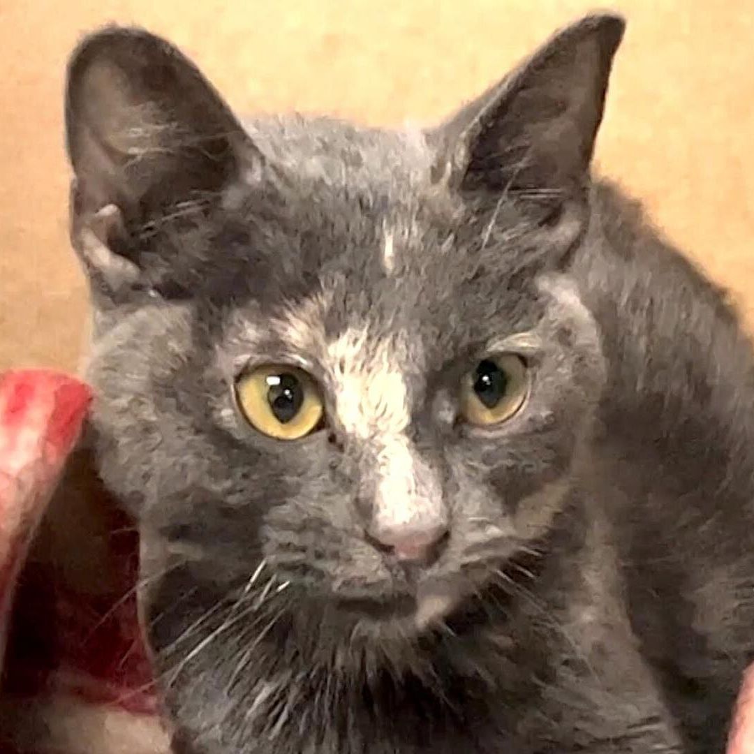 Suspenden Adopciones de Gatos Durante Octubre en Ciudad Juárez