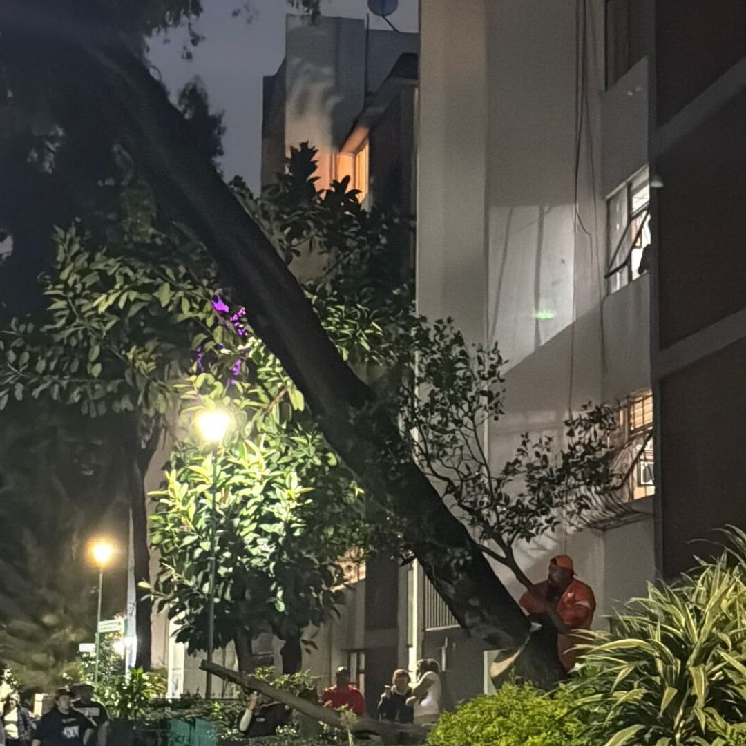 Cae Árbol de 15 Metros y Queda Recargado en Edificio en Villa Coapa en CDMX