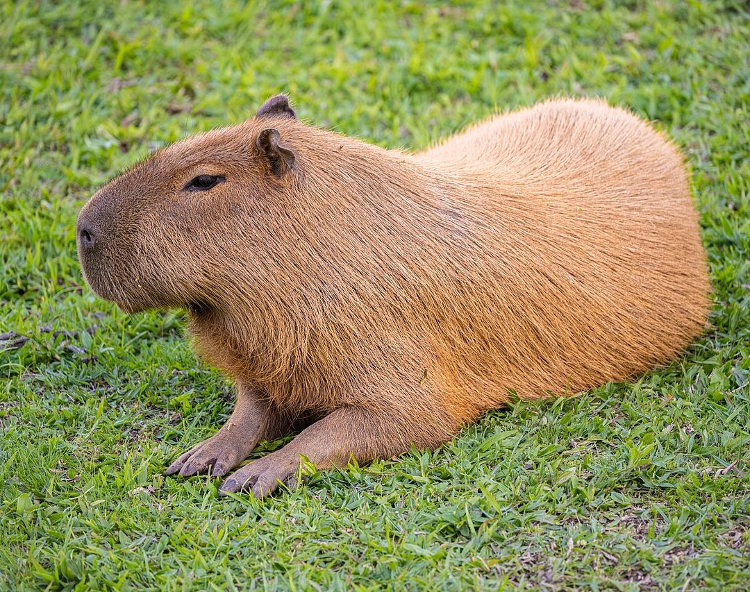 capibara verde