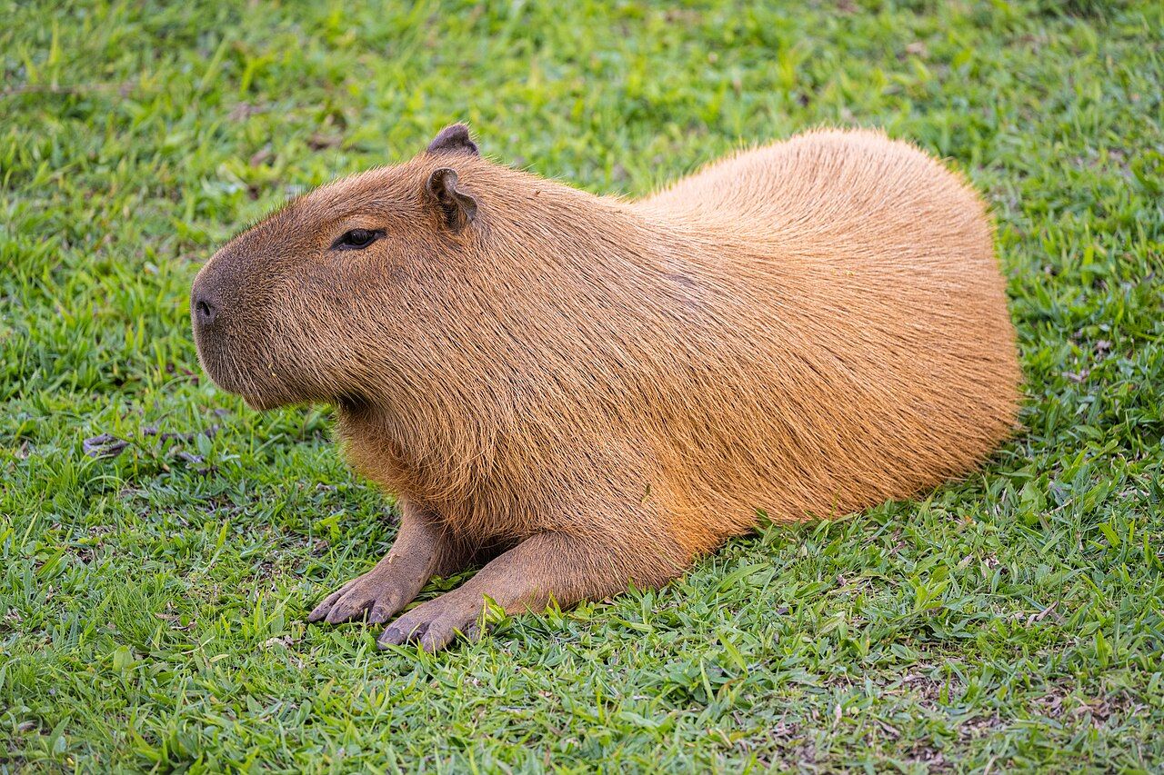 capibara verde
