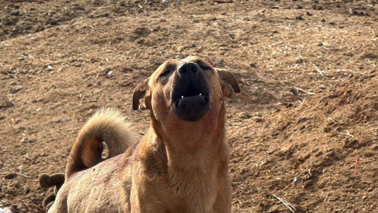 Perro Ladrando