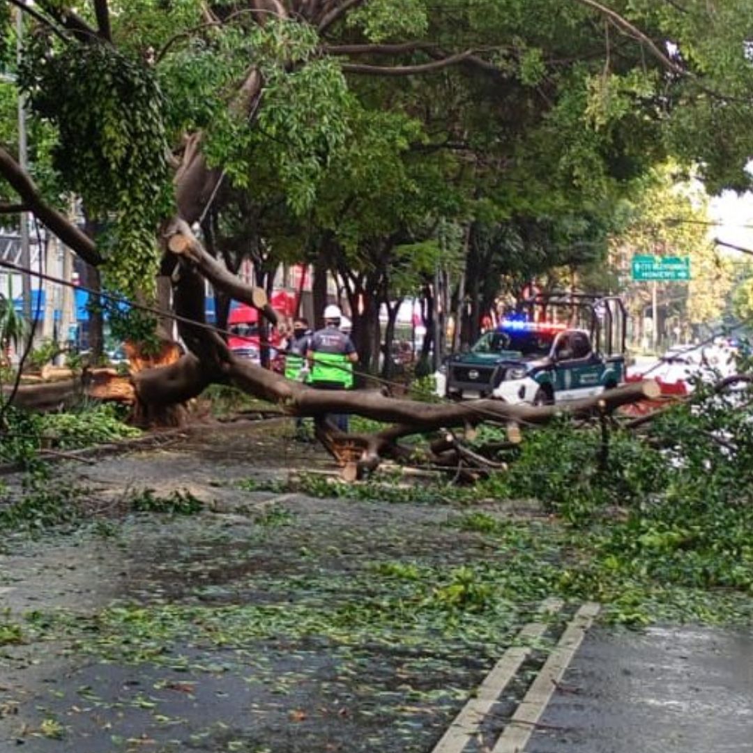 Caída de árbol en calles de la Ciudad de México.