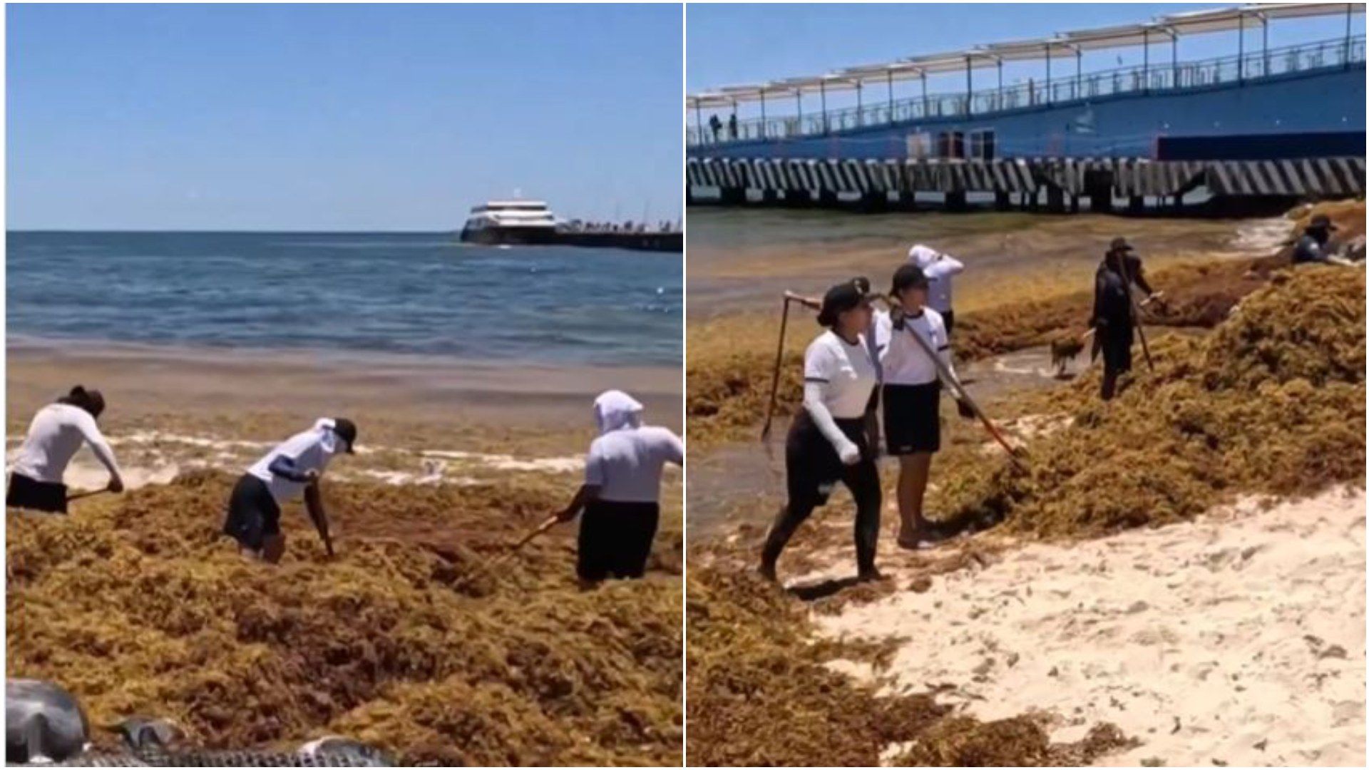 Así elimina el sargazo la Marina.