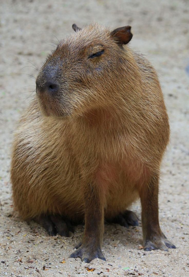 capybara_9_16