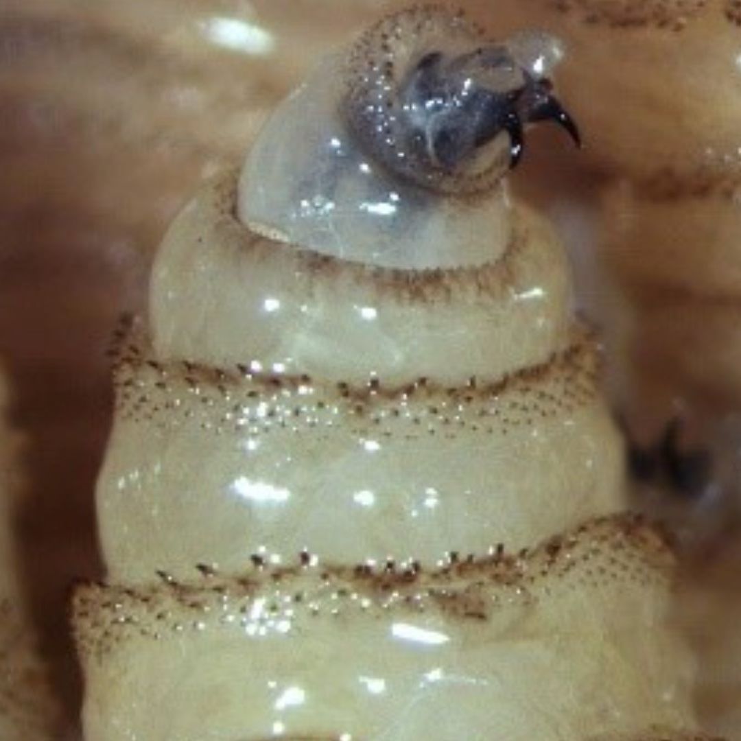 Gusano barrenador, larva de mosca Cochliomyia hominivorax