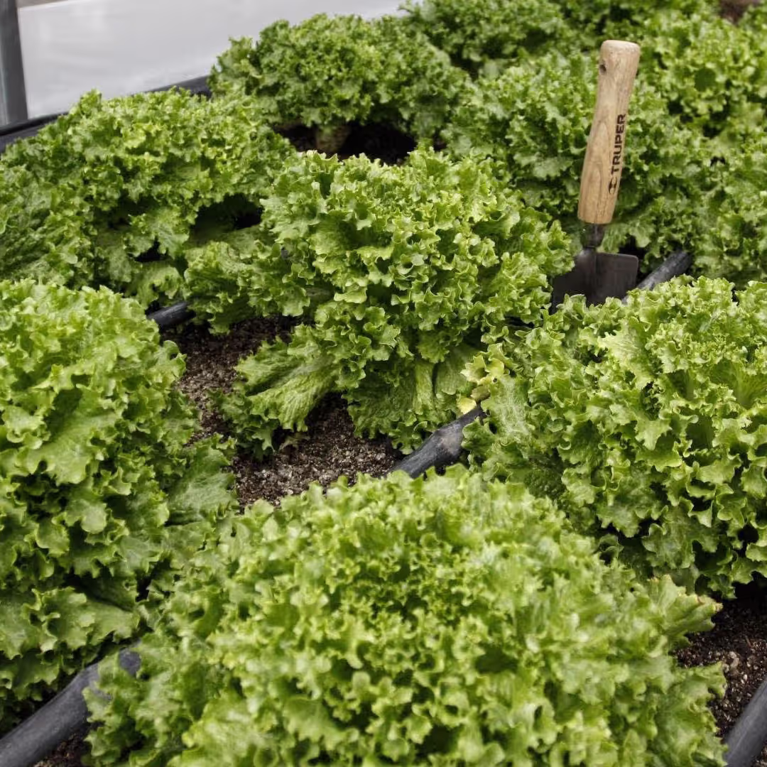 Huerto urbano con producción de lechuga en 2015. Foto: Cuartoscuro