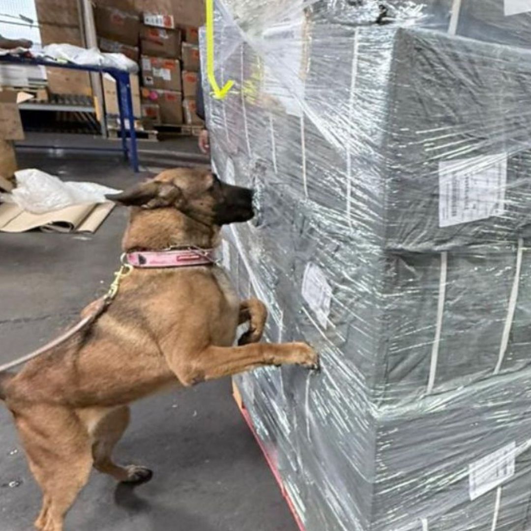 Cigarrillos apócrifos asegurados en AICM