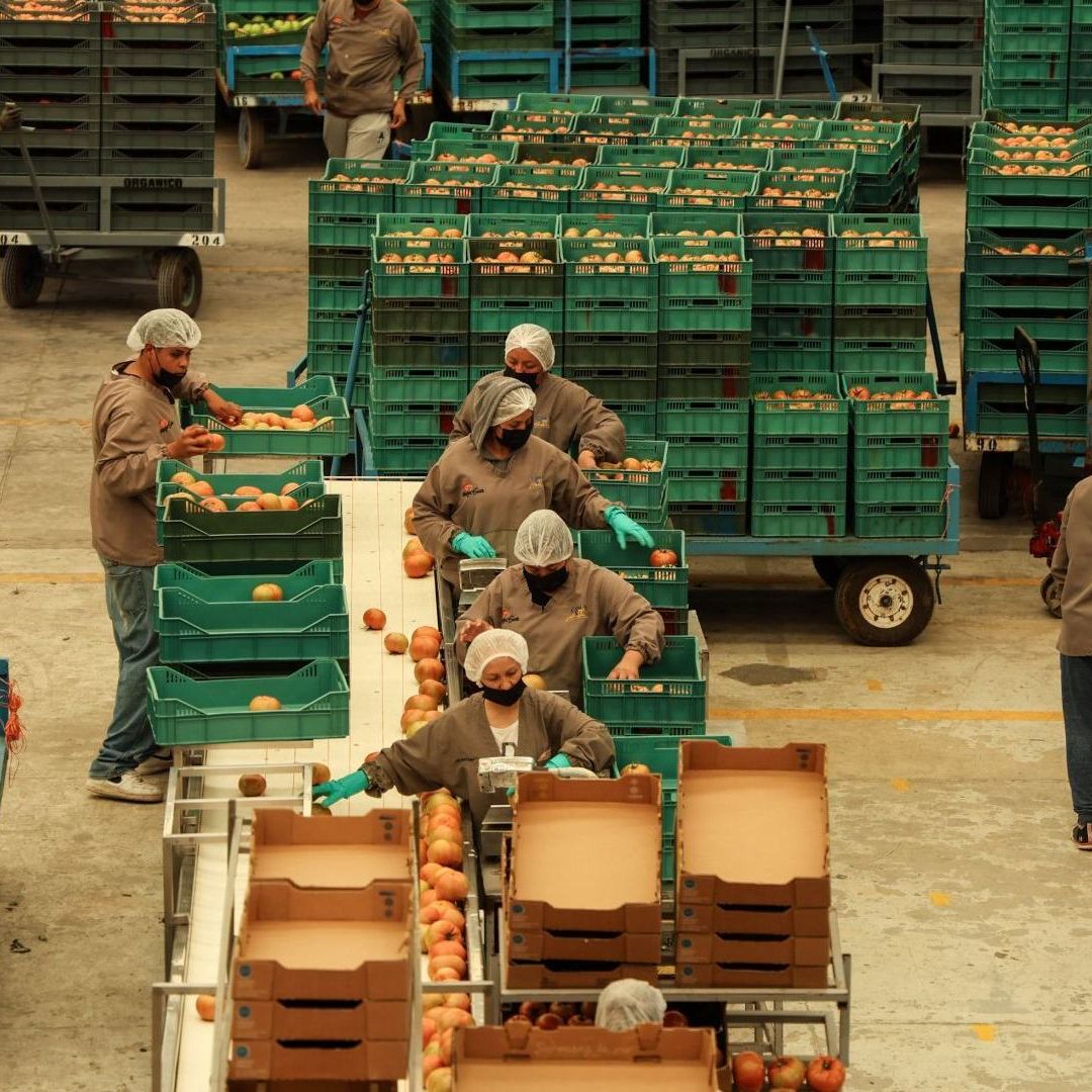 Fábrica de jitomate en Zacatecas