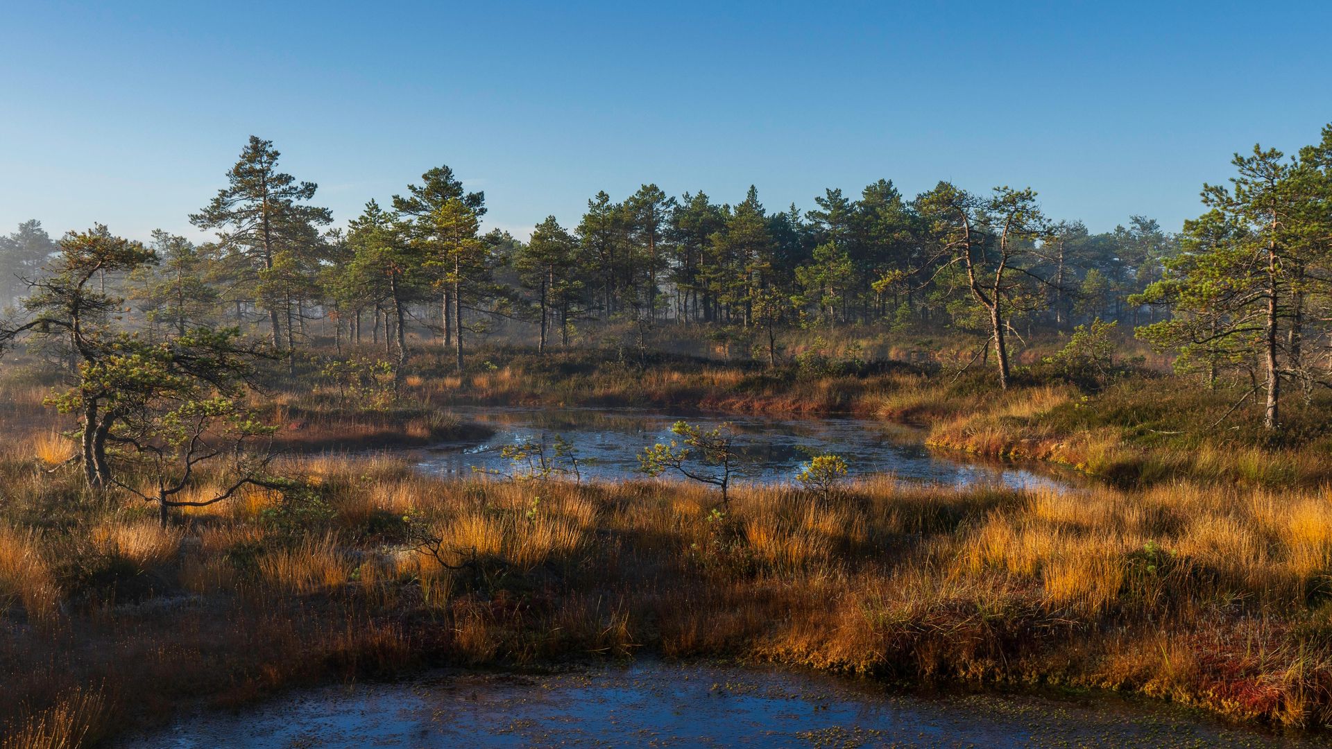 paisaje de bosque