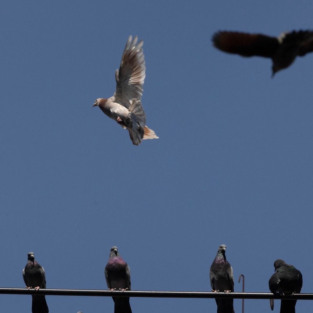 Palomas en la Ciudad de México