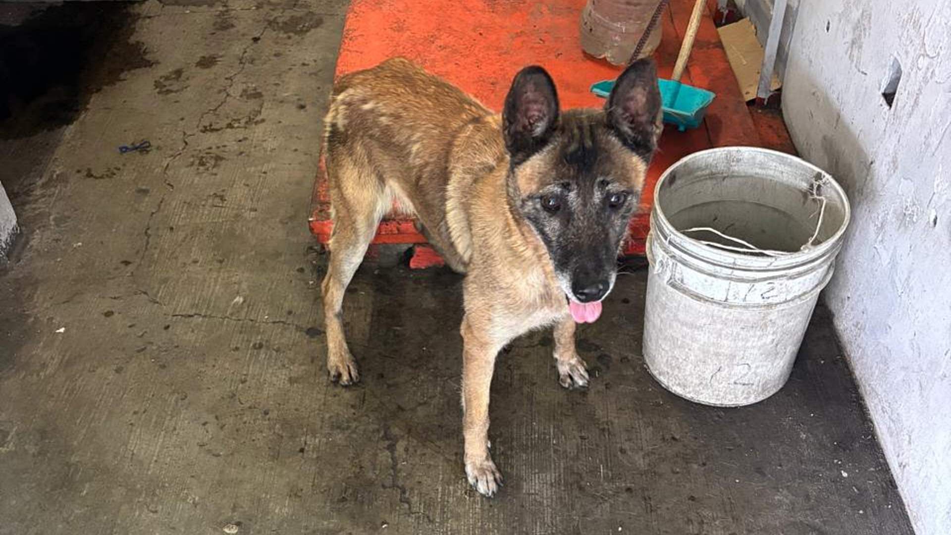 Perro rescatado en vías de la Línea B del Metro CDMX